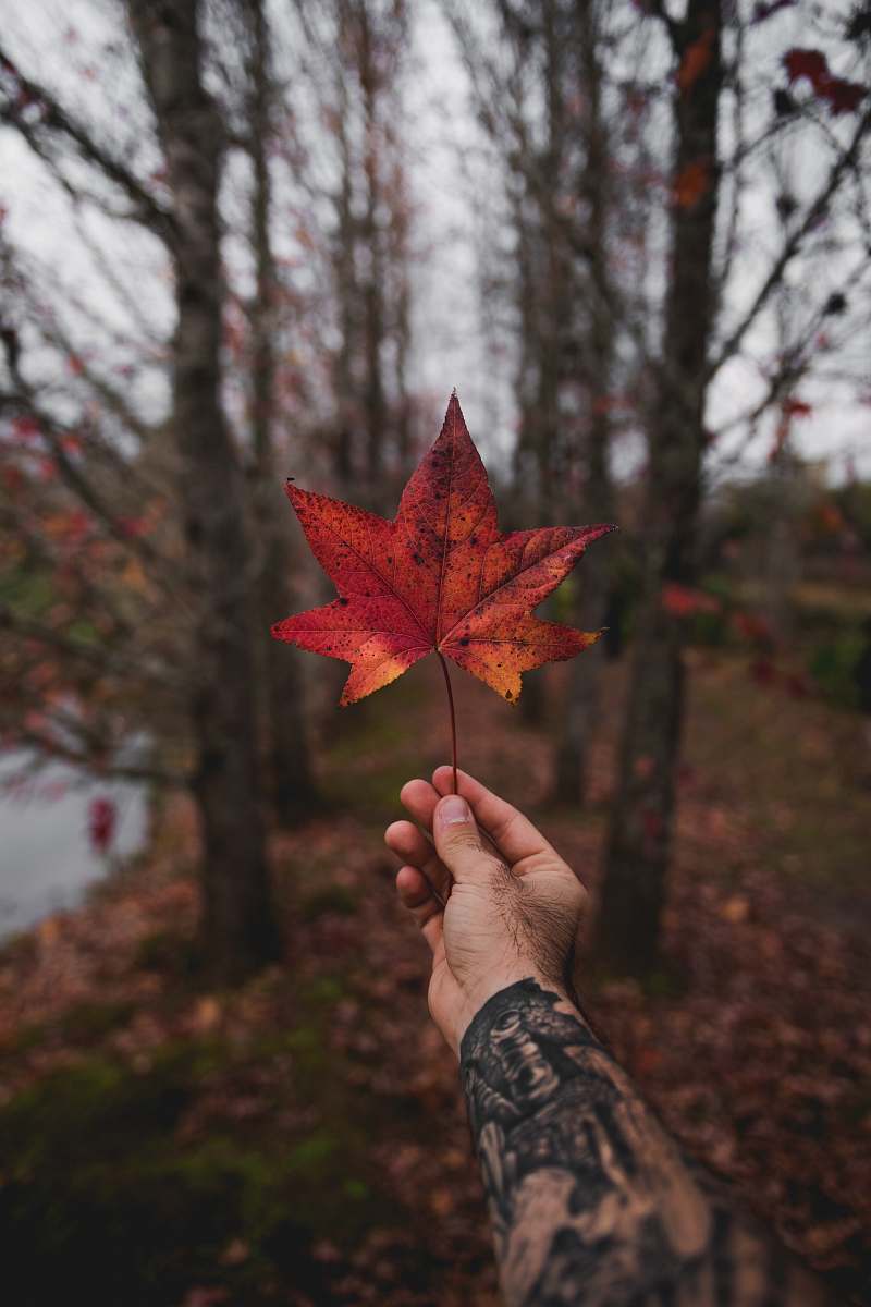 maple leaf person holding maple leaf flora